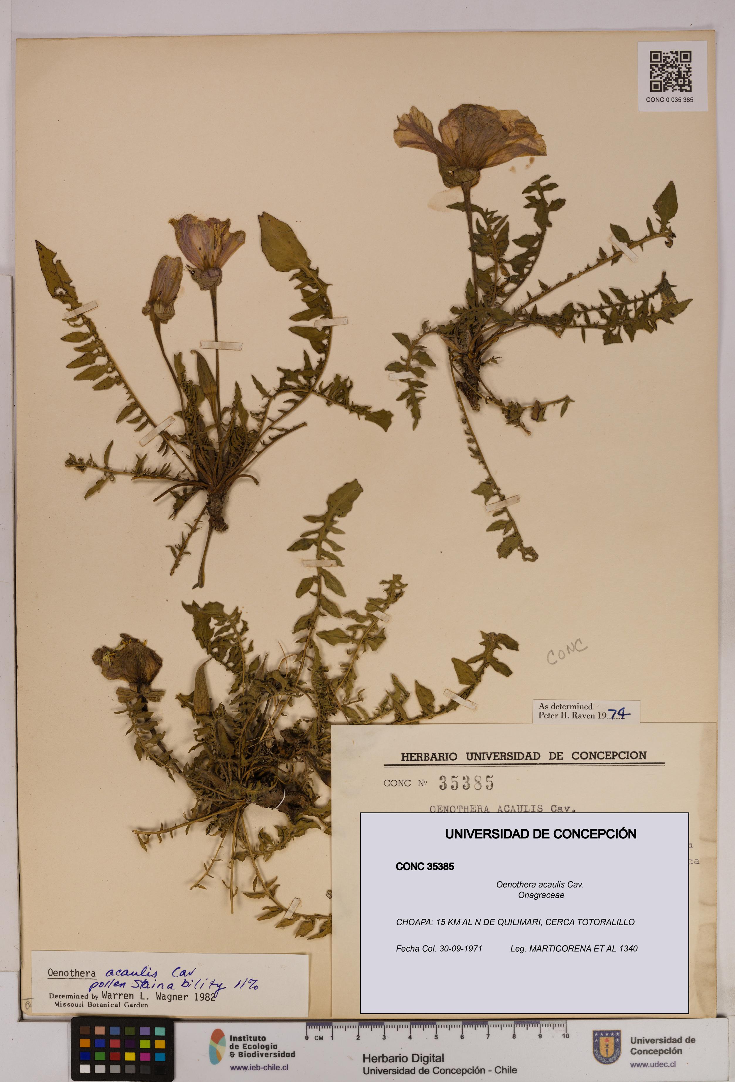 Oenothera acaulis [Espécimen: UDEC:CONC:0035385]