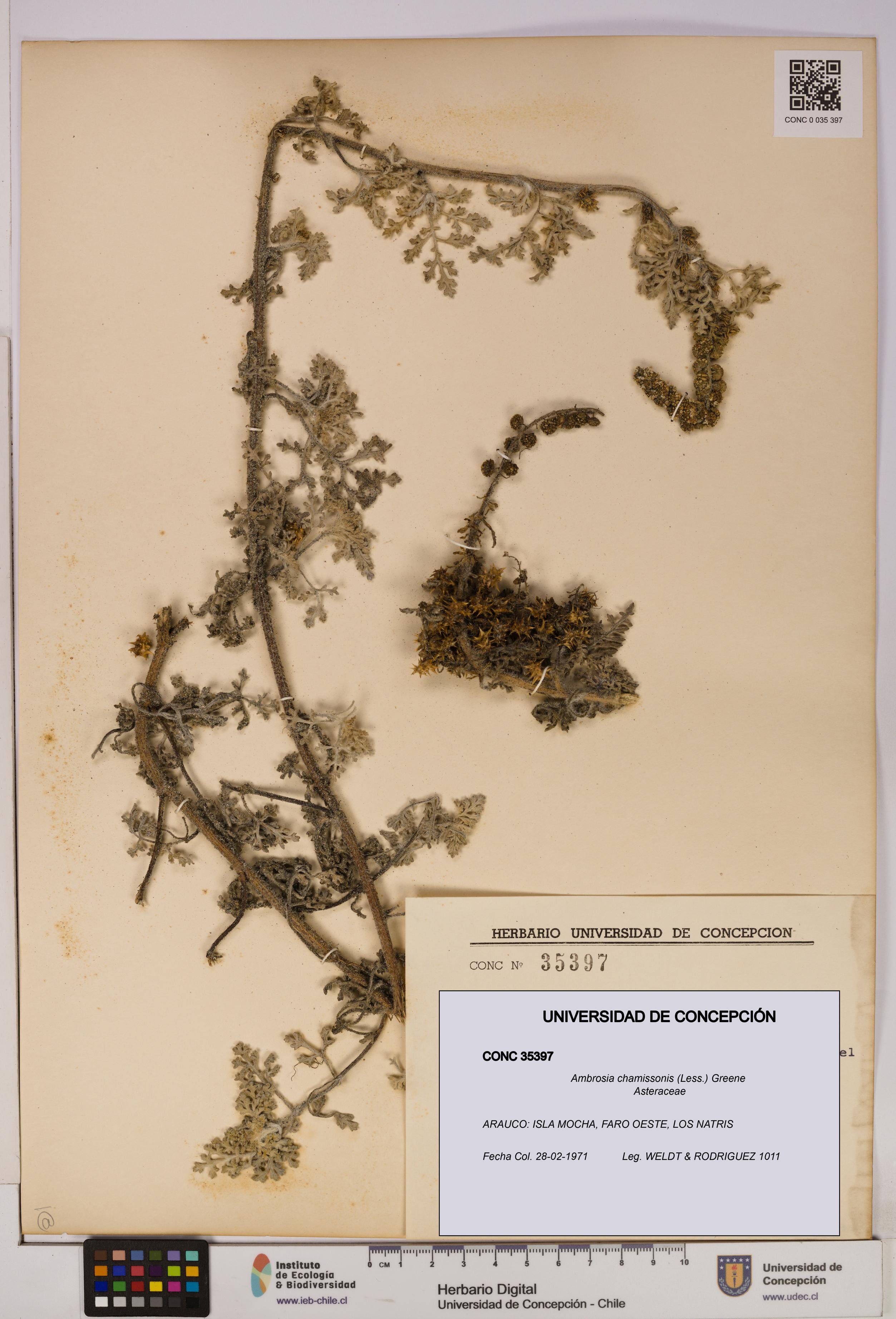 Ambrosia chamissonis [Espécimen: UDEC:CONC:0035397]