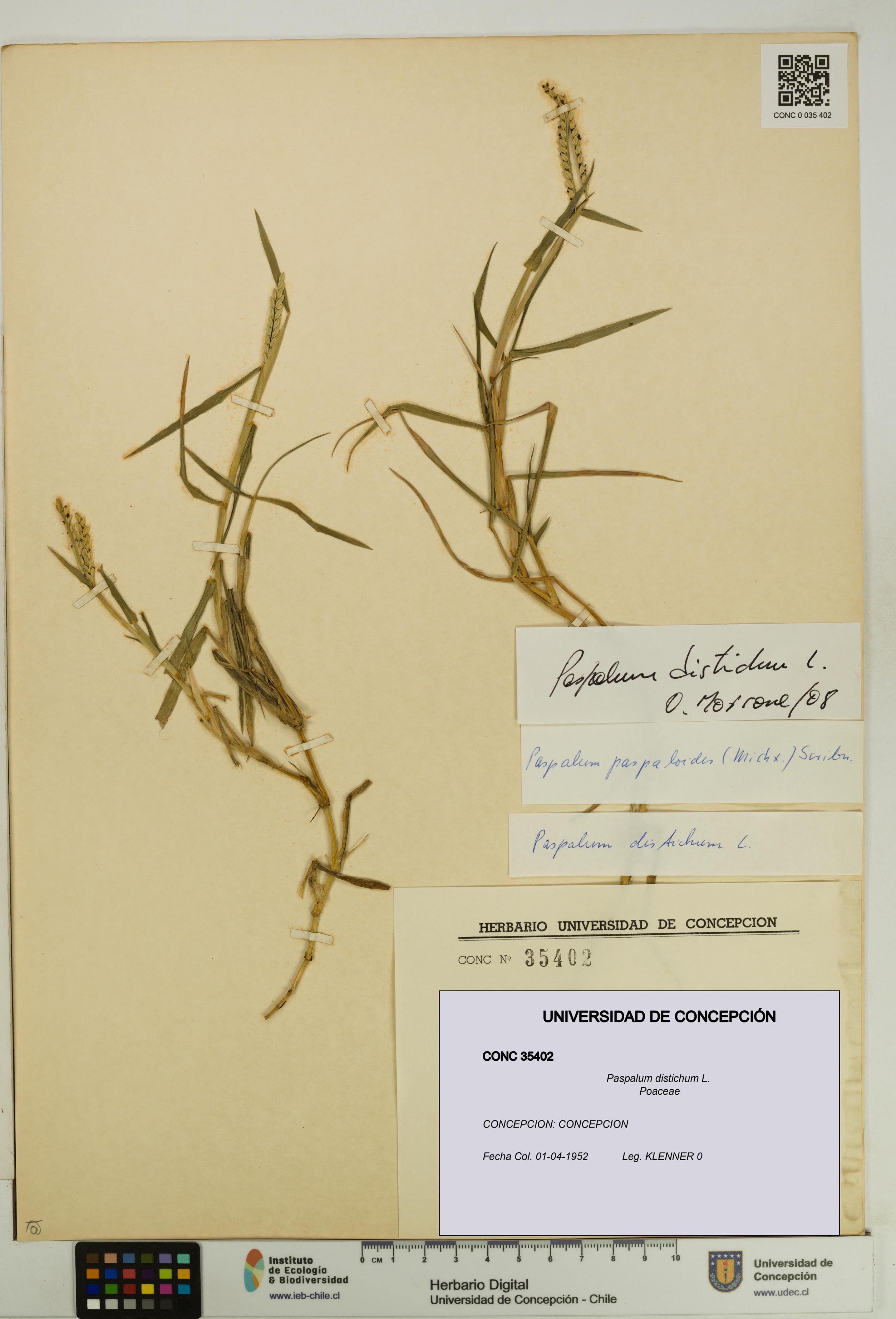 Paspalum distichum [Espécimen: UDEC:CONC:0035402]