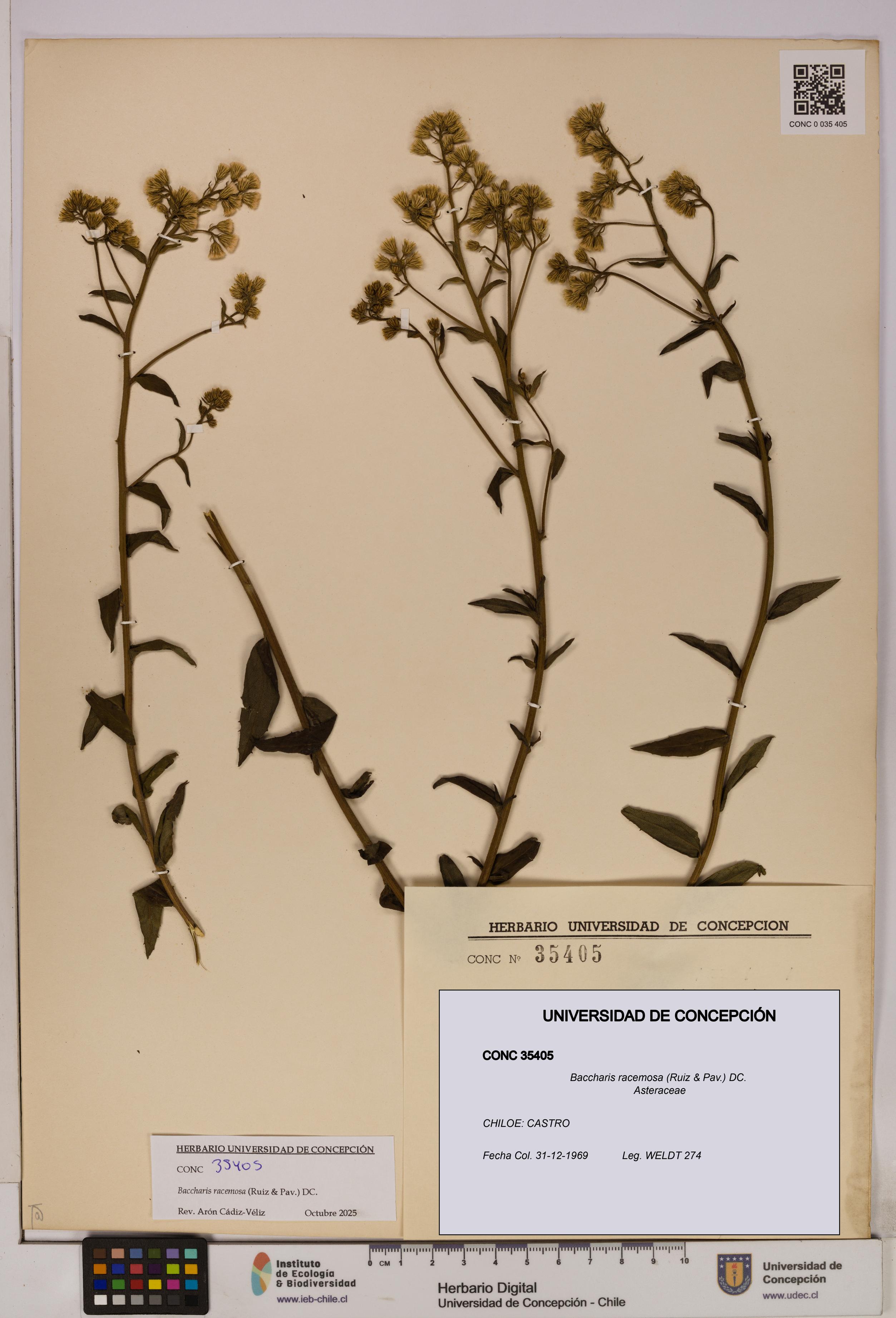 Baccharis racemosa [Espécimen: UDEC:CONC:0035405]