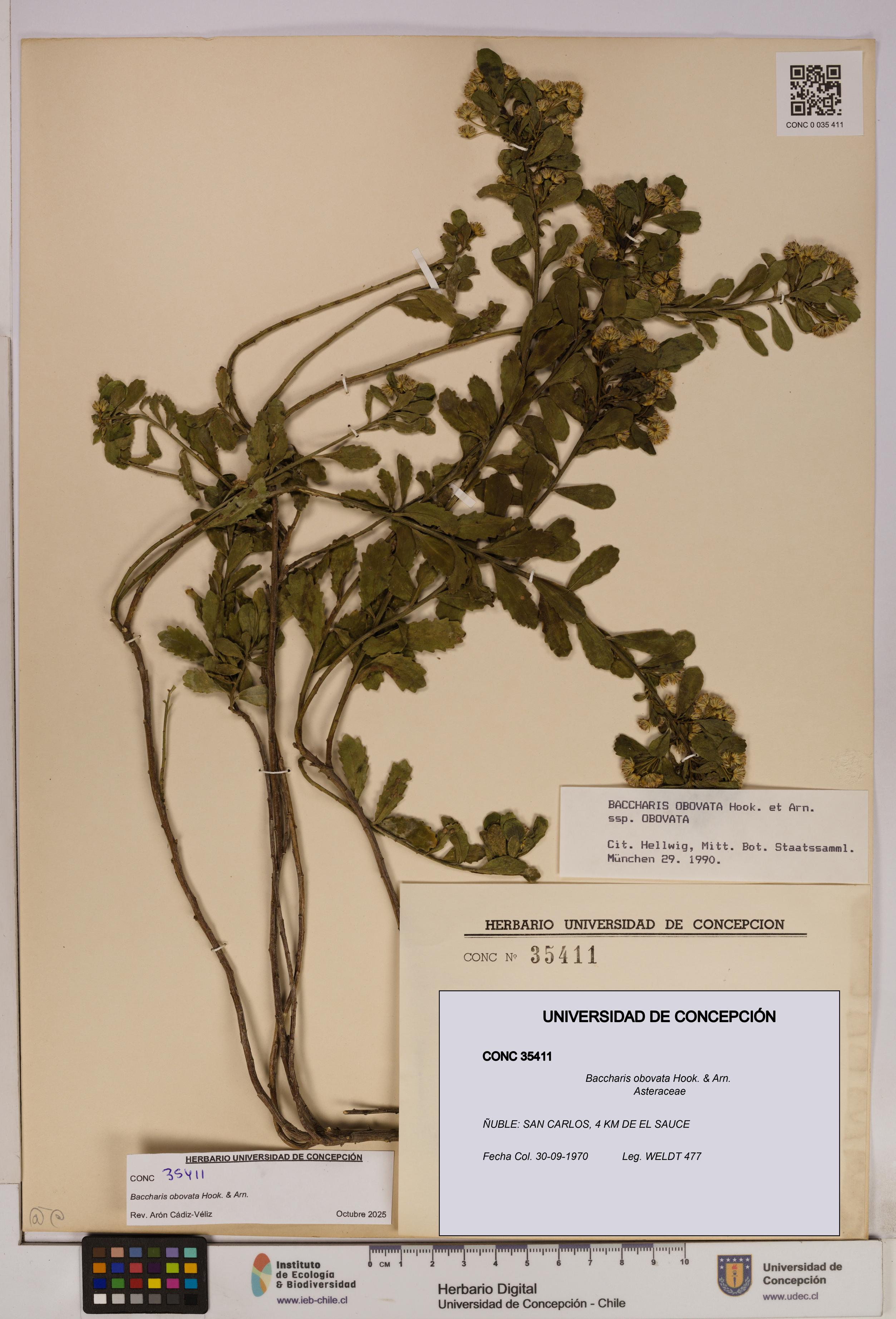 Baccharis obovata [Espécimen: UDEC:CONC:0035411]