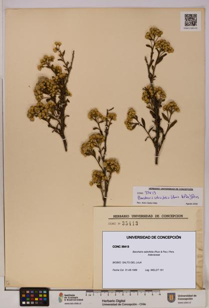 Baccharis salicifolia [Espécimen: UDEC:CONC:0035413]