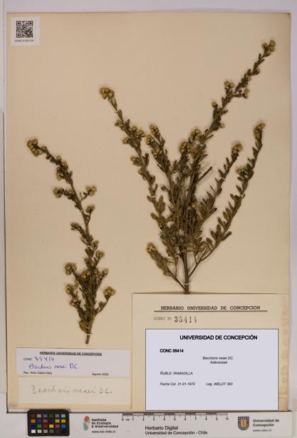 Baccharis neaei [Espécimen: UDEC:CONC:0035414]