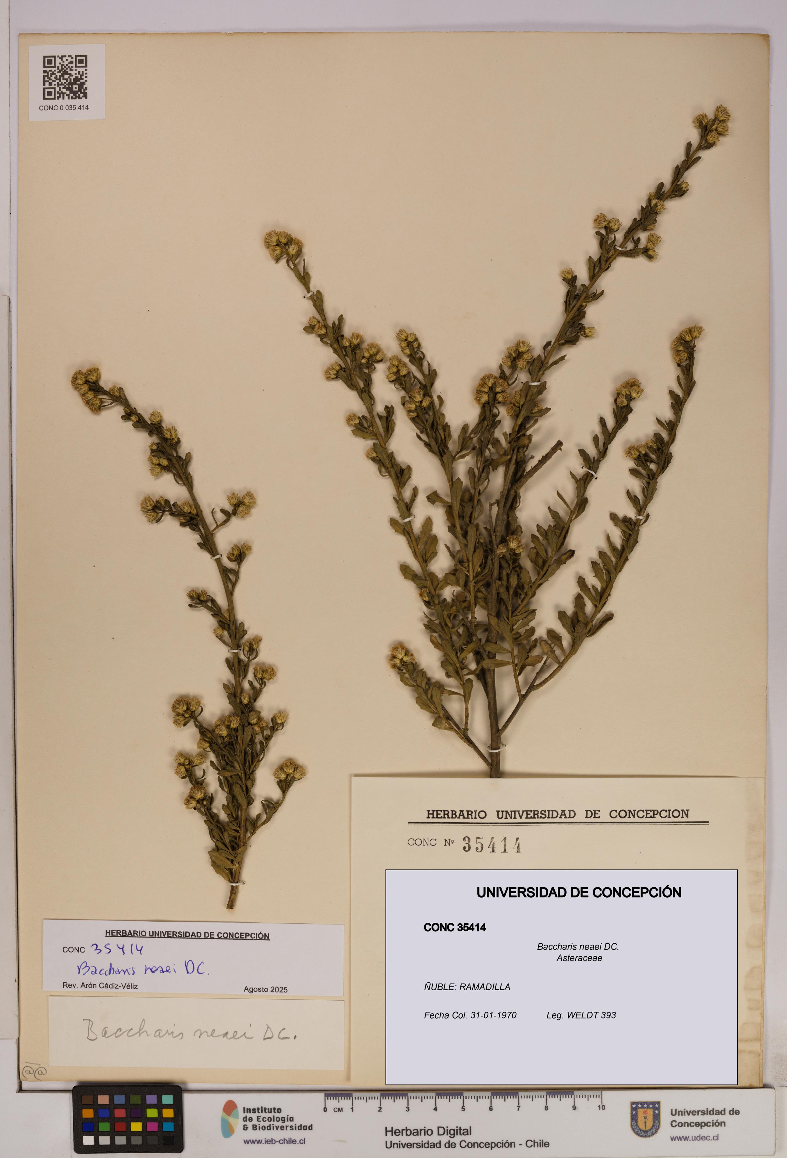 Baccharis neaei [Espécimen: UDEC:CONC:0035414]