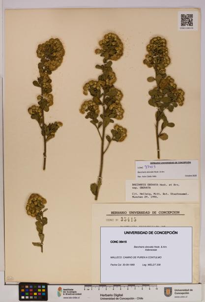 Baccharis obovata [Espécimen: UDEC:CONC:0035415]