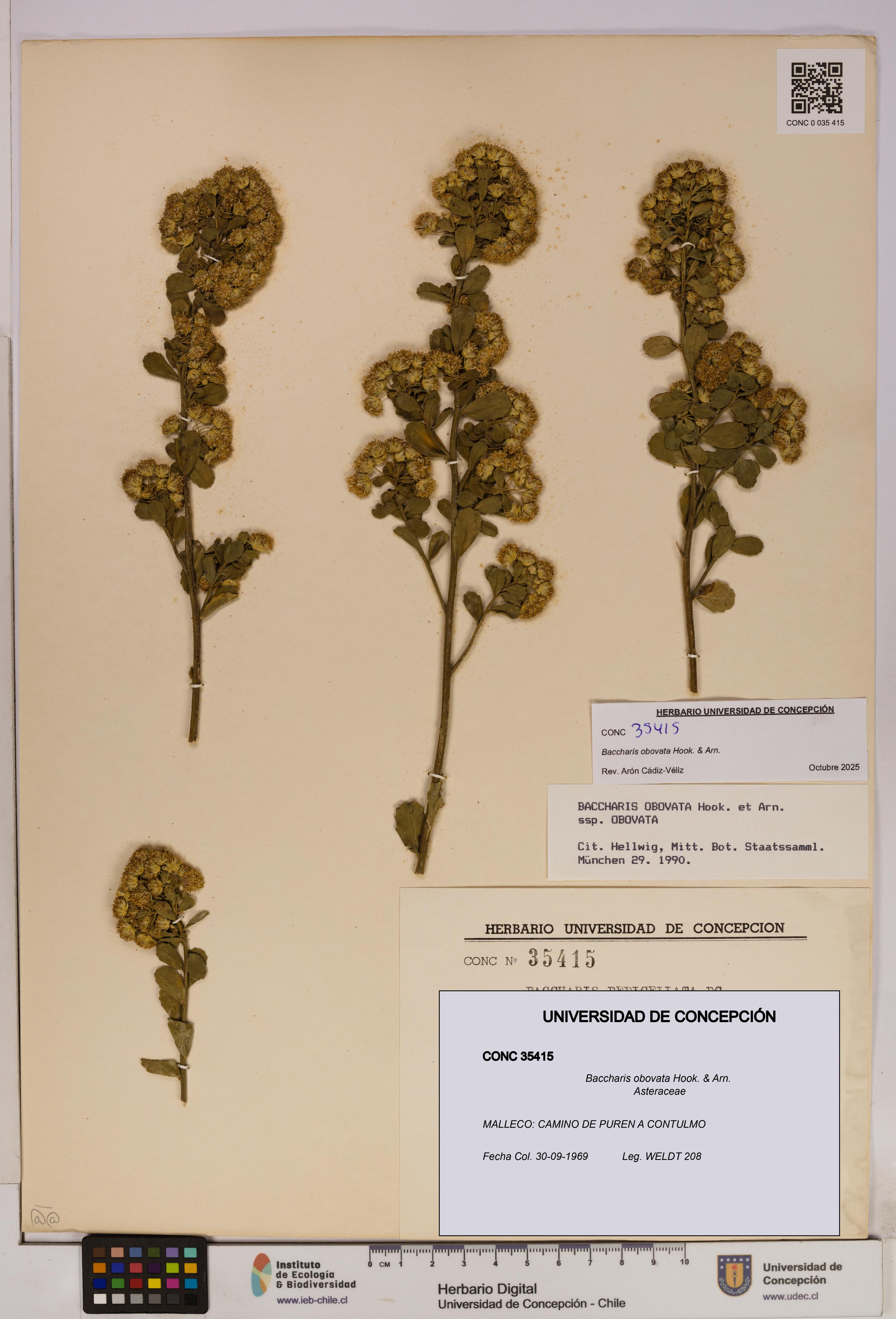 Baccharis obovata [Espécimen: UDEC:CONC:0035415]