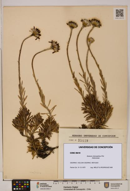 Senecio chionophilus [Espécimen: UDEC:CONC:0035419]