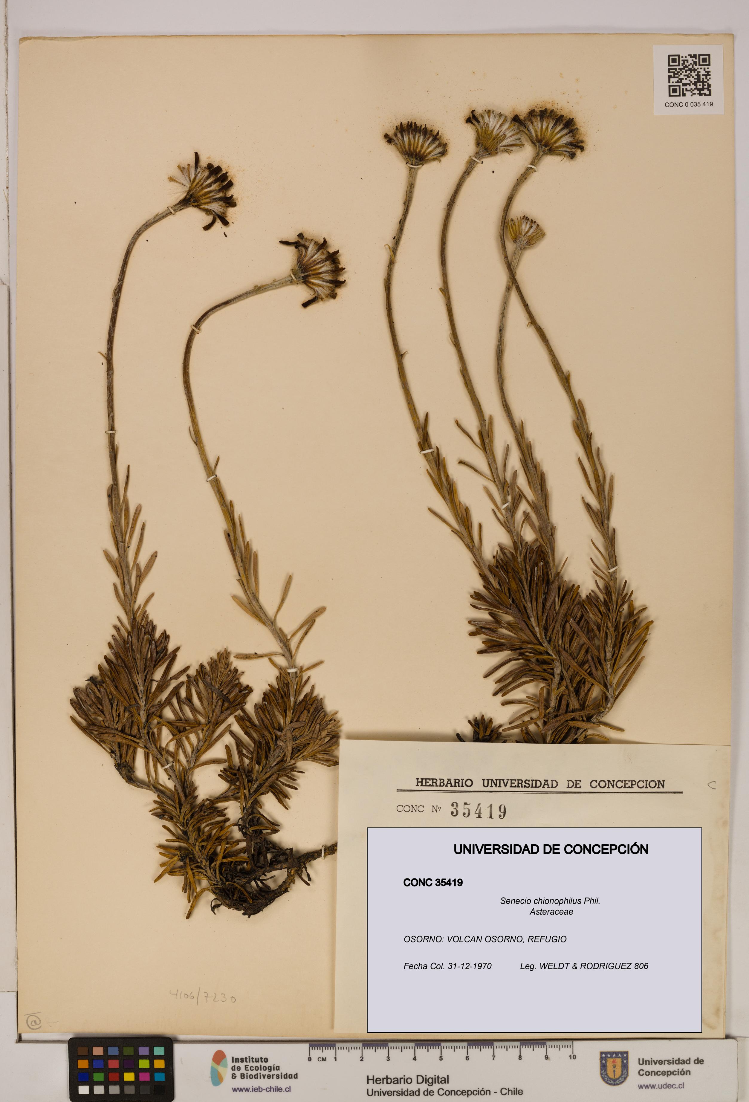 Senecio chionophilus [Espécimen: UDEC:CONC:0035419]