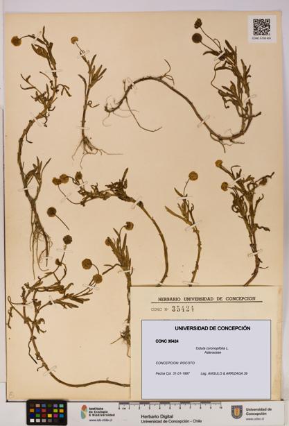 Cotula coronopifolia [Espécimen: UDEC:CONC:0035424]