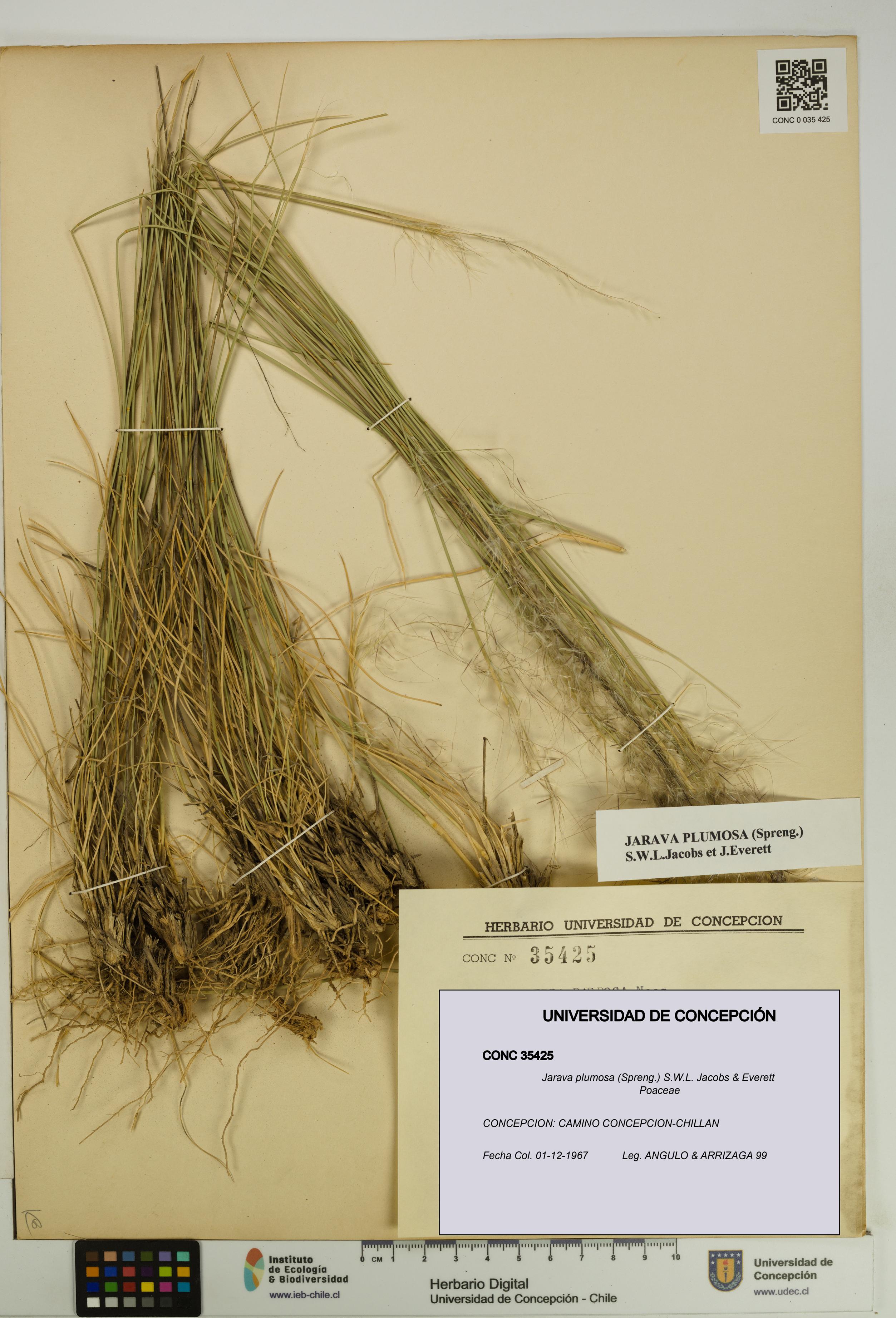 Jarava plumosa [Espécimen: UDEC:CONC:0035425]