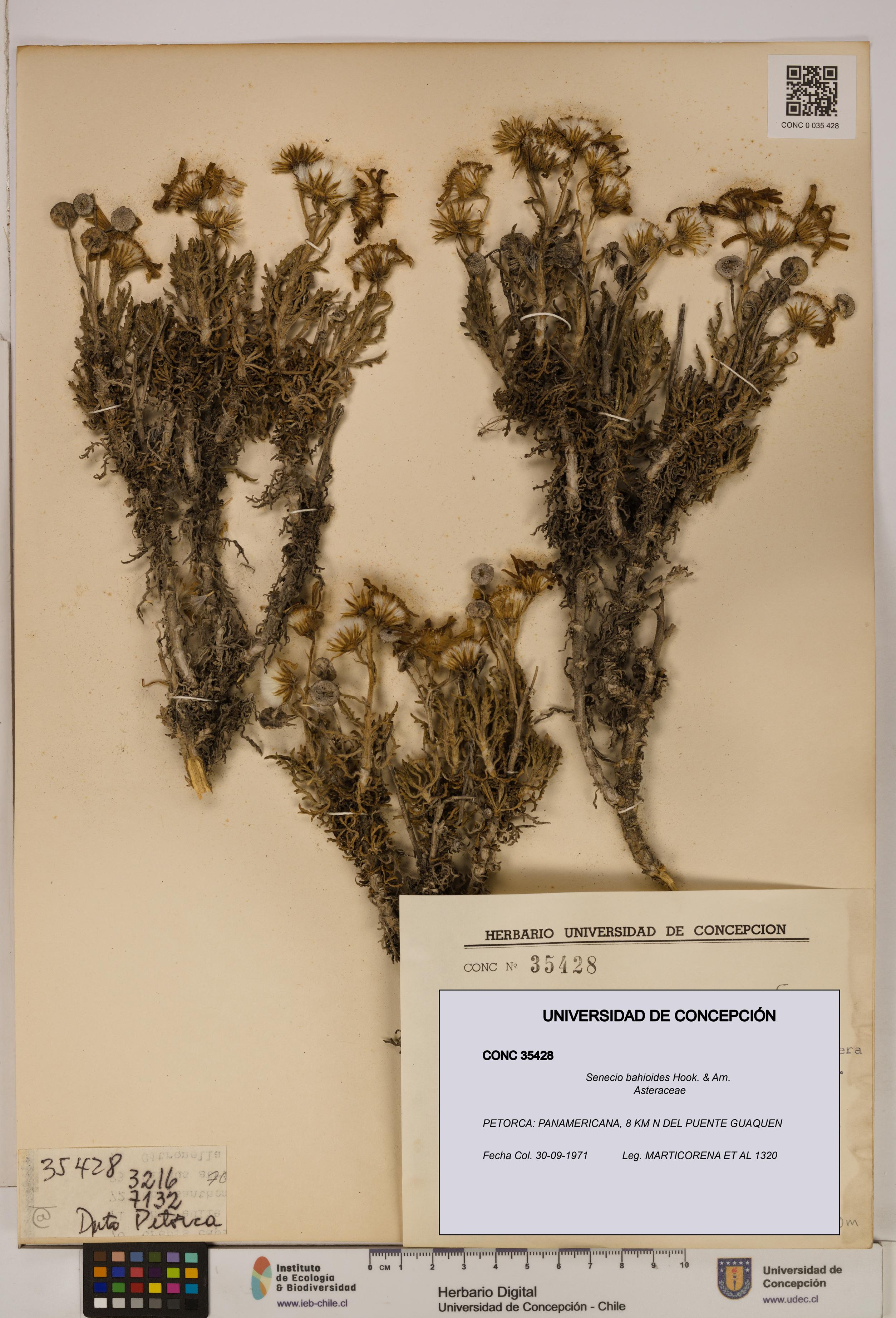 Senecio bahioides [Espécimen: UDEC:CONC:0035428]
