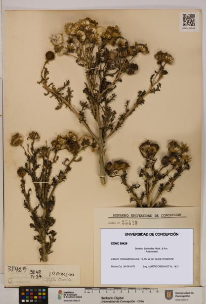 Senecio bahioides [Espécimen: UDEC:CONC:0035429]