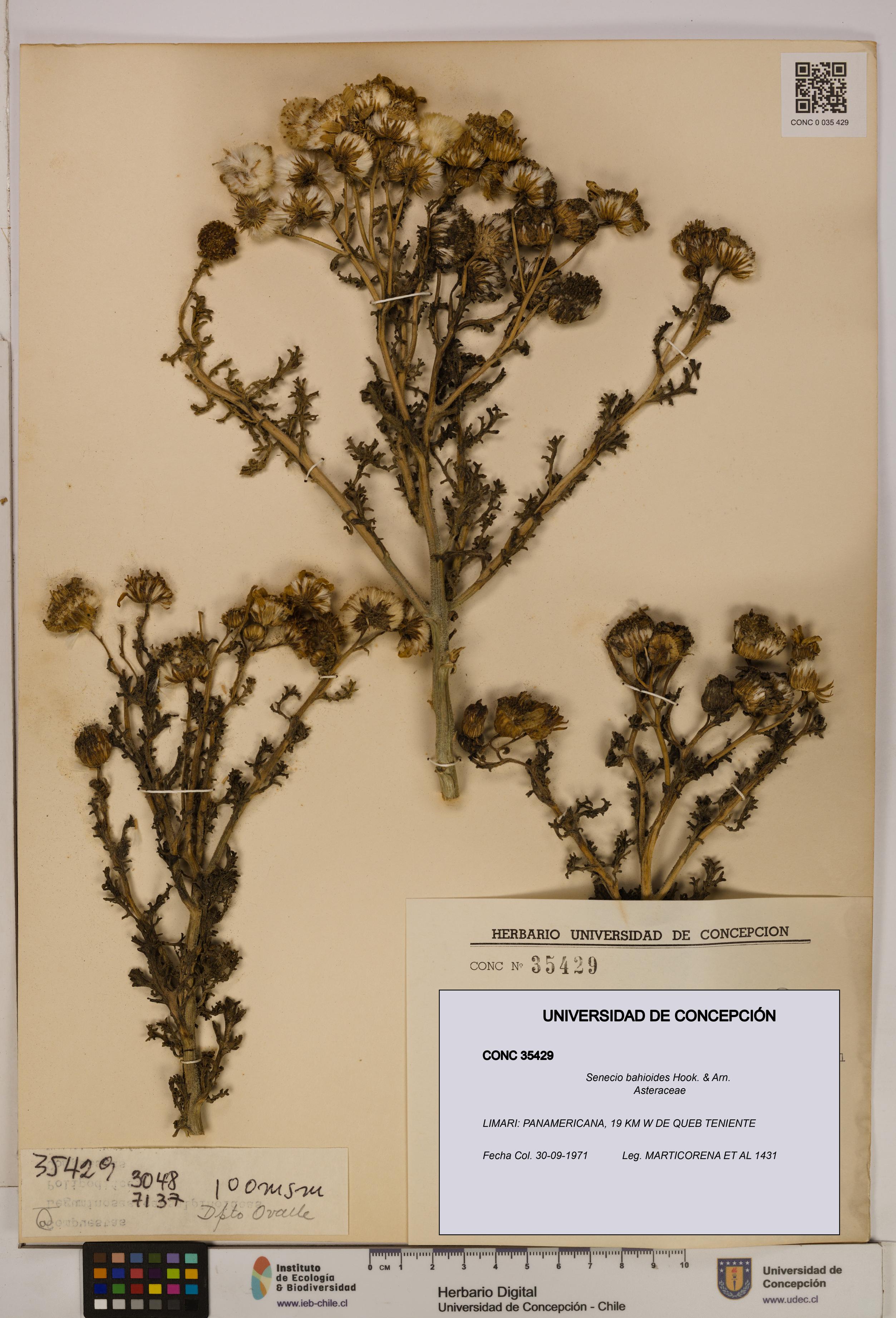 Senecio bahioides [Espécimen: UDEC:CONC:0035429]
