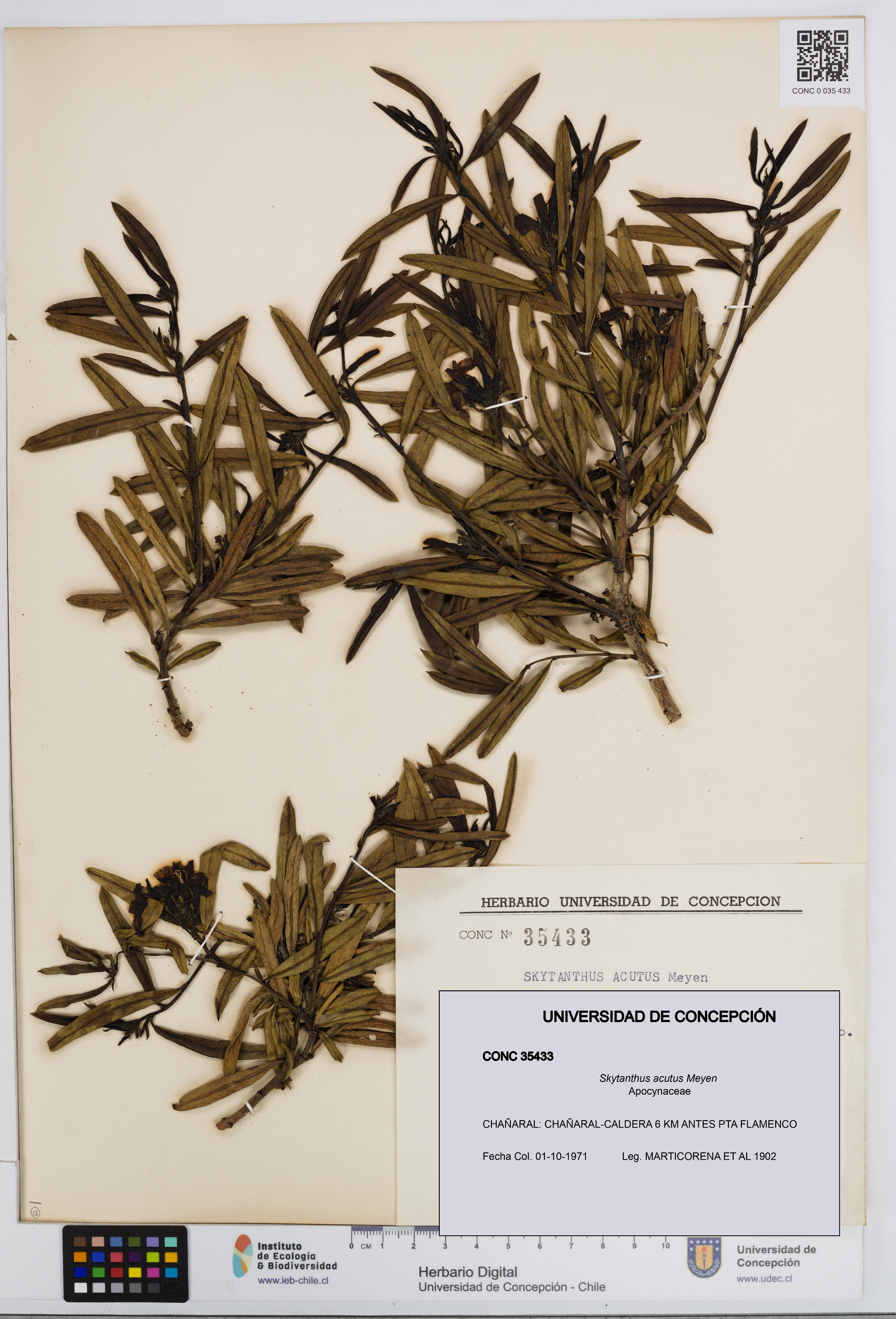 Skytanthus acutus [Espécimen: UDEC:CONC:0035433]