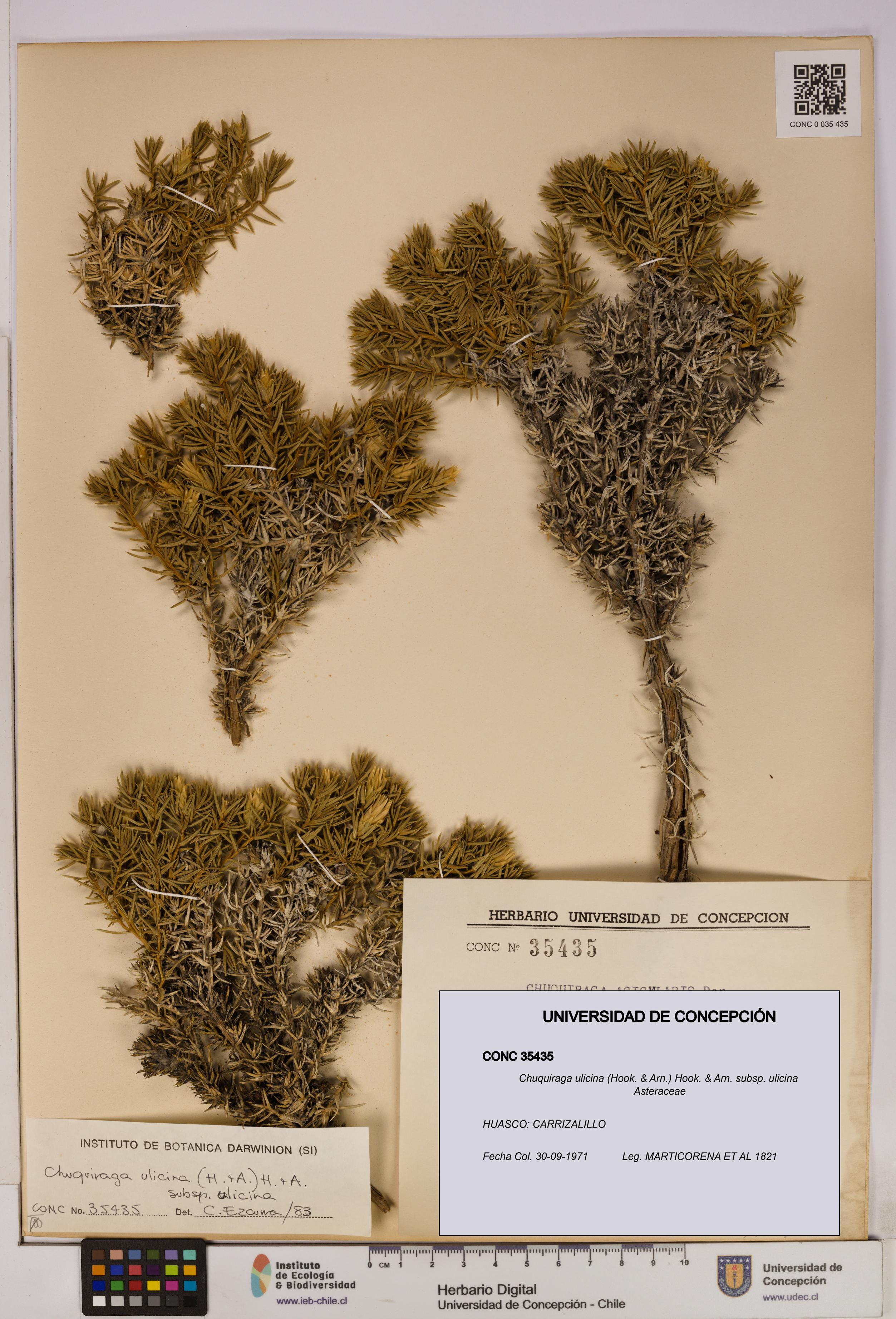 Chuquiraga ulicina subsp. ulicina [Espécimen: UDEC:CONC:0035435]