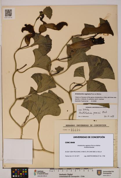 Aristolochia vaginans [Espécimen: ]