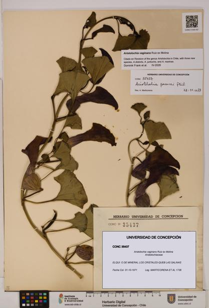 Aristolochia vaginans [Espécimen: ]