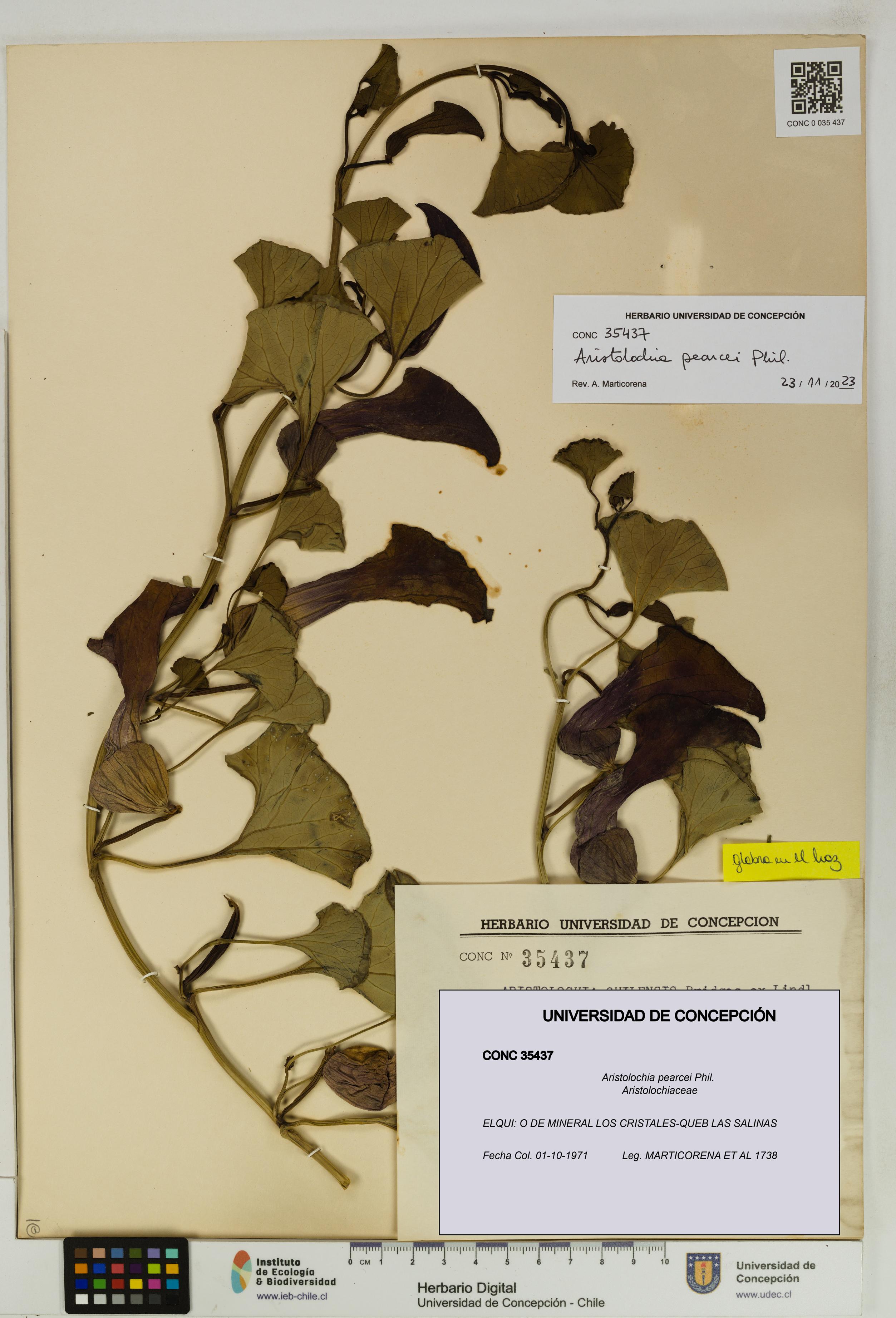 Aristolochia pearcei [Espécimen: UDEC:CONC:0035437]