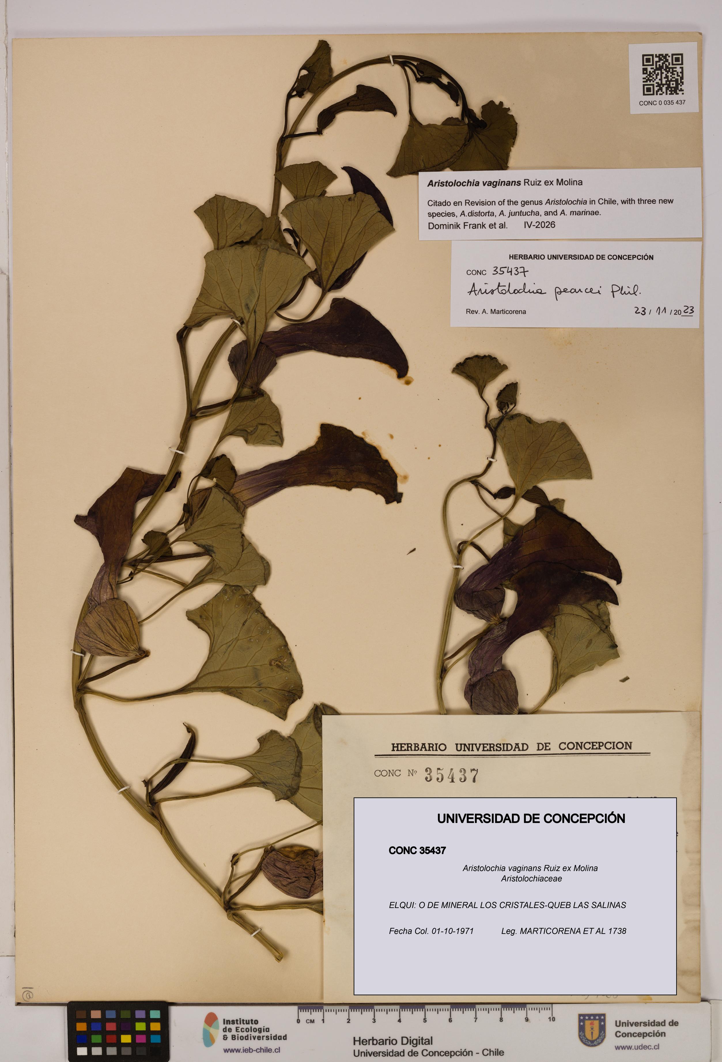 Aristolochia vaginans [Espécimen: ]