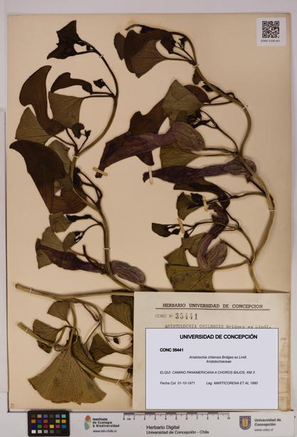 Aristolochia chilensis [Espécimen: UDEC:CONC:0035441]