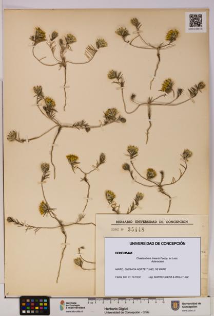 Chaetanthera linearis [Espécimen: UDEC:CONC:0035448]