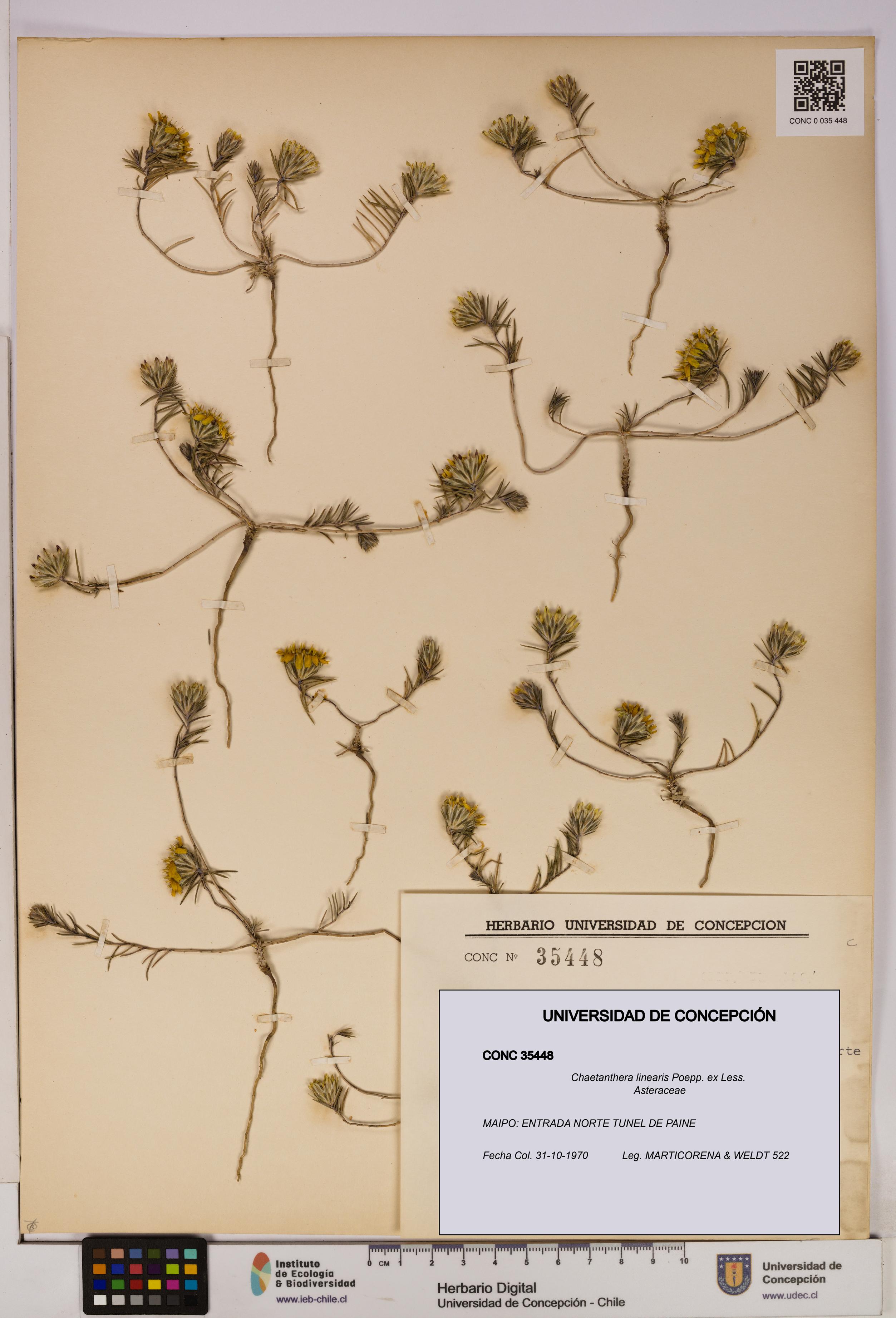 Chaetanthera linearis [Espécimen: UDEC:CONC:0035448]