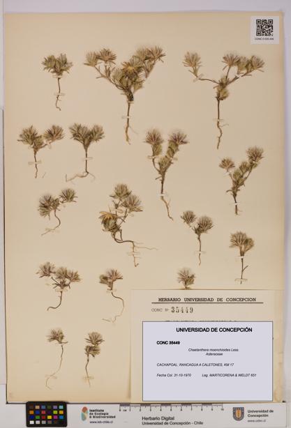 Chaetanthera moenchioides [Espécimen: UDEC:CONC:0035449]