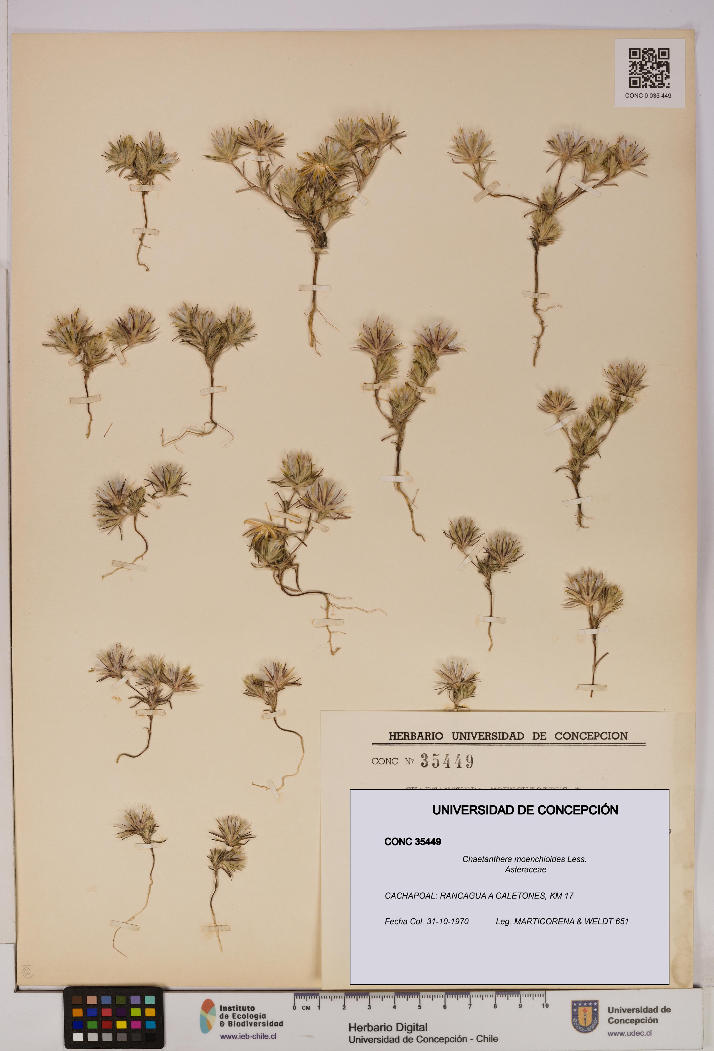 Chaetanthera moenchioides [Espécimen: UDEC:CONC:0035449]