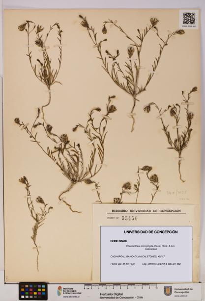 Chaetanthera microphylla [Espécimen: UDEC:CONC:0035450]