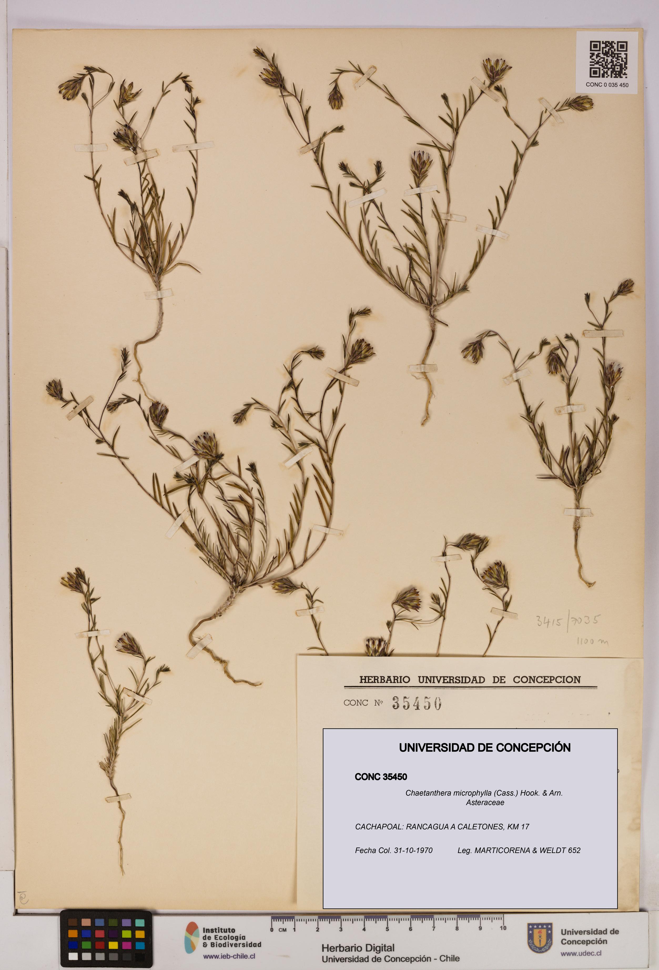 Chaetanthera microphylla [Espécimen: UDEC:CONC:0035450]