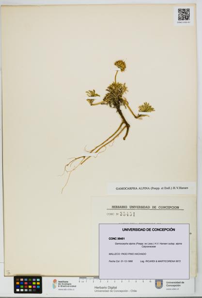 Gamocarpha alpina subsp. alpina [Espécimen: UDEC:CONC:0035451]