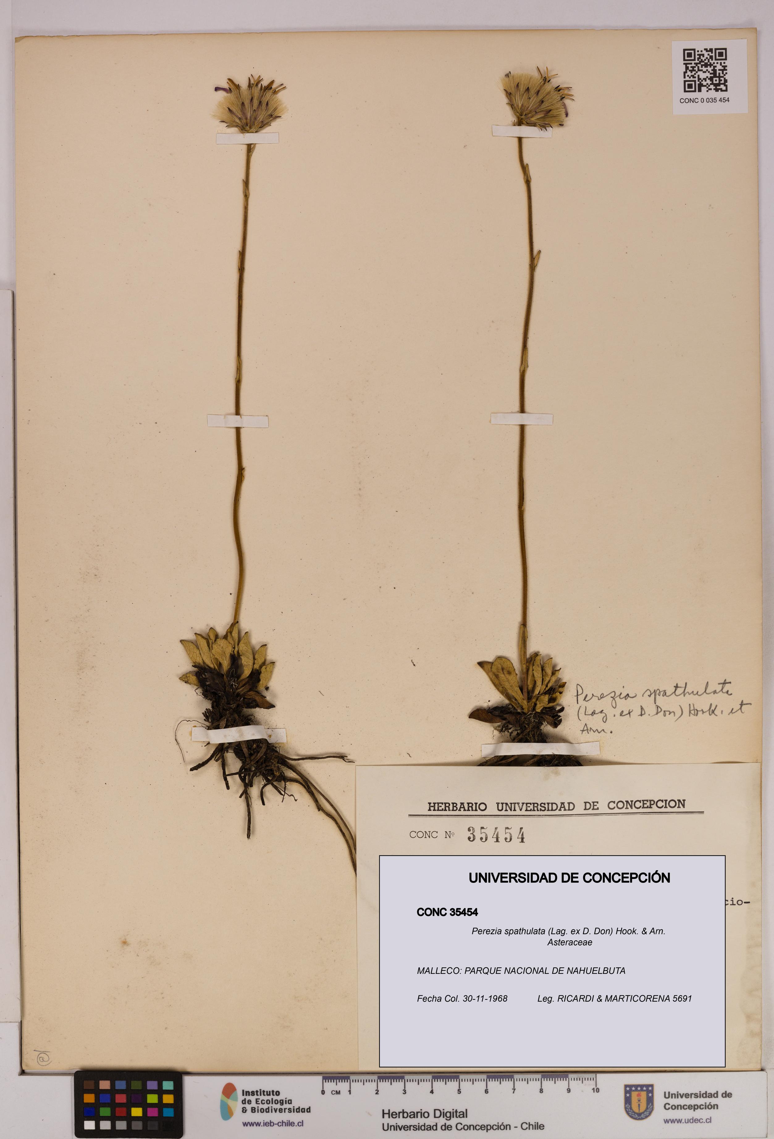 Perezia spathulata [Espécimen: UDEC:CONC:0035454]