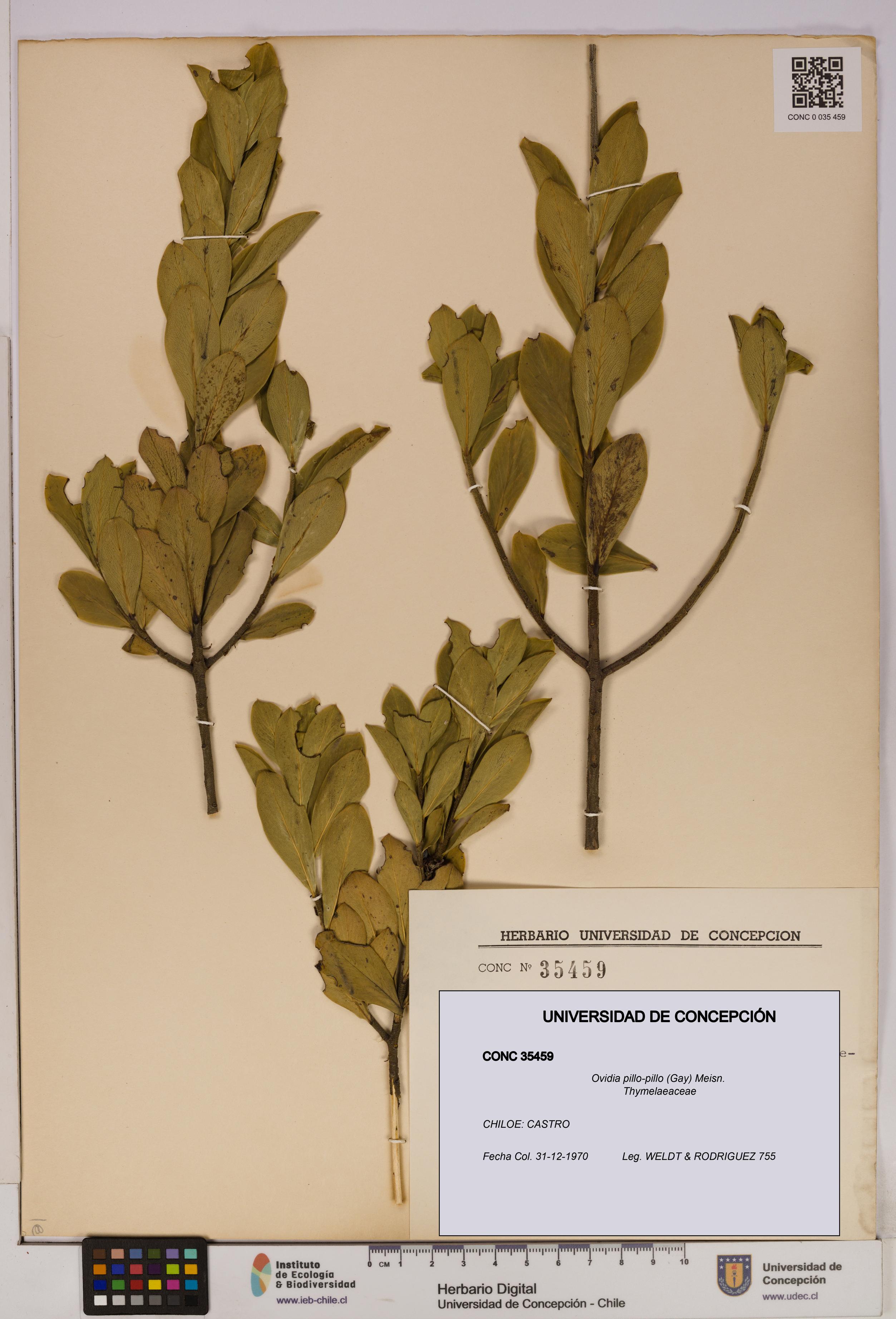 Ovidia pillo-pillo [Espécimen: UDEC:CONC:0035459]