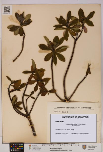 Ovidia andina [Espécimen: UDEC:CONC:0035461]