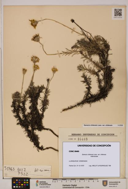 Senecio chilensis var. chilensis [Espécimen: UDEC:CONC:0035463]