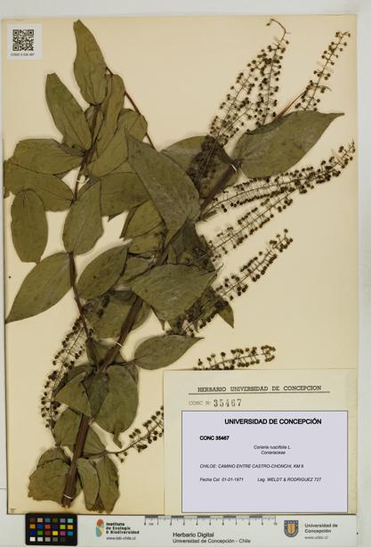 Coriaria ruscifolia [Espécimen: ]