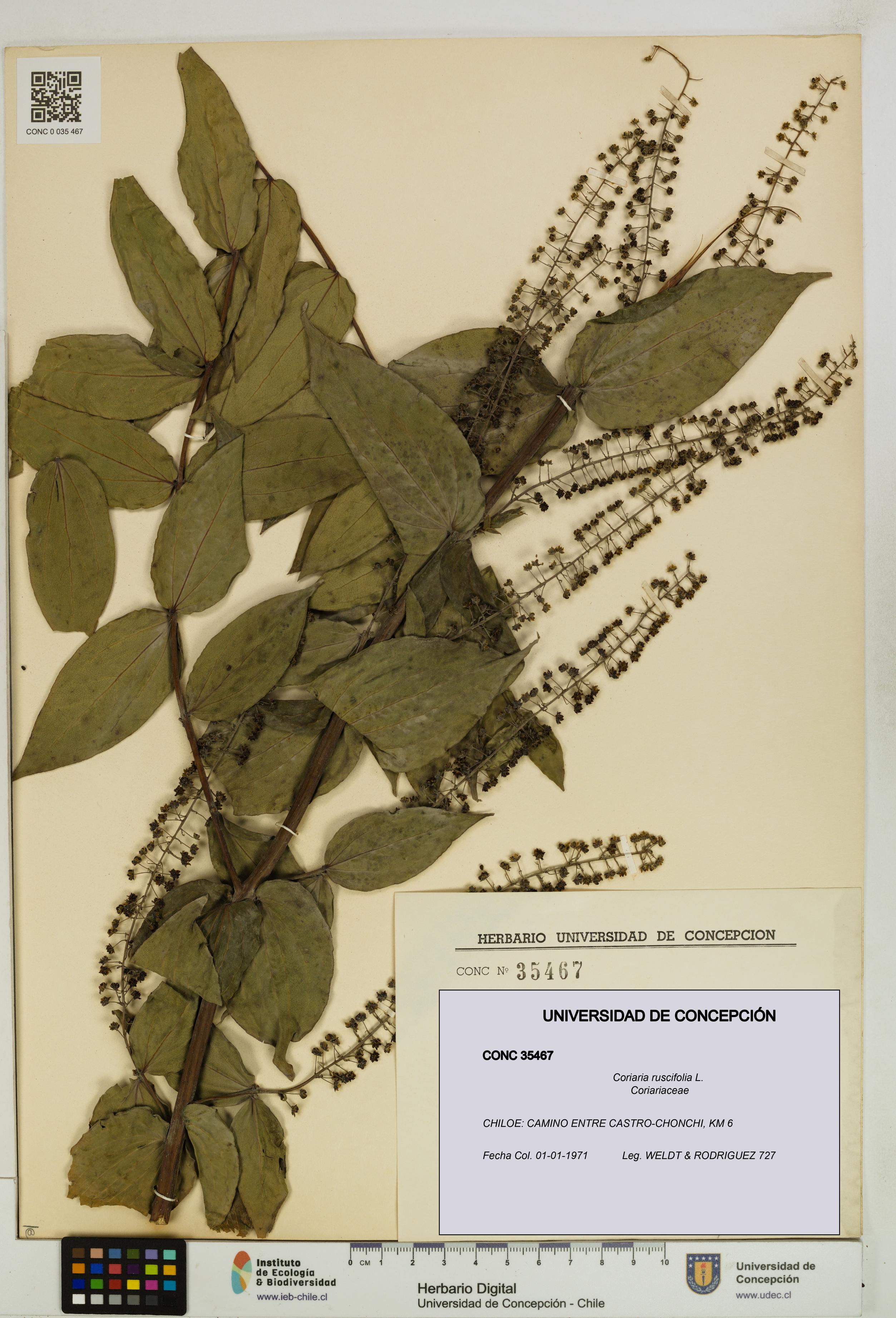 Coriaria ruscifolia [Espécimen: ]