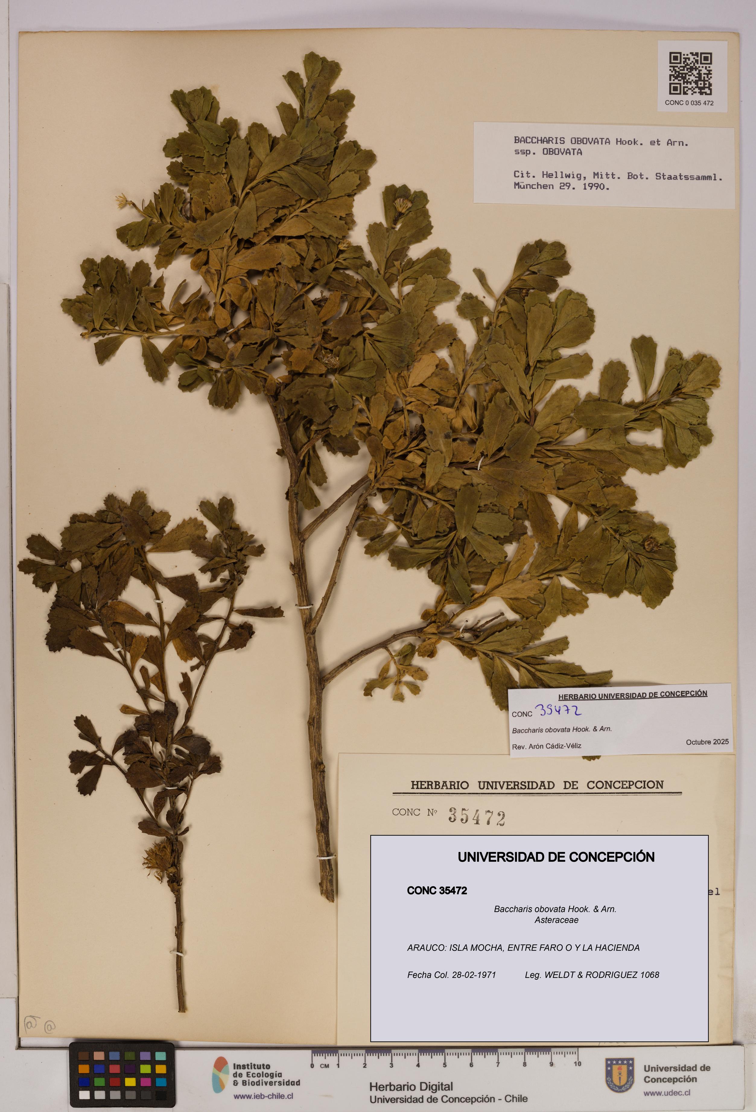 Baccharis obovata [Espécimen: UDEC:CONC:0035472]