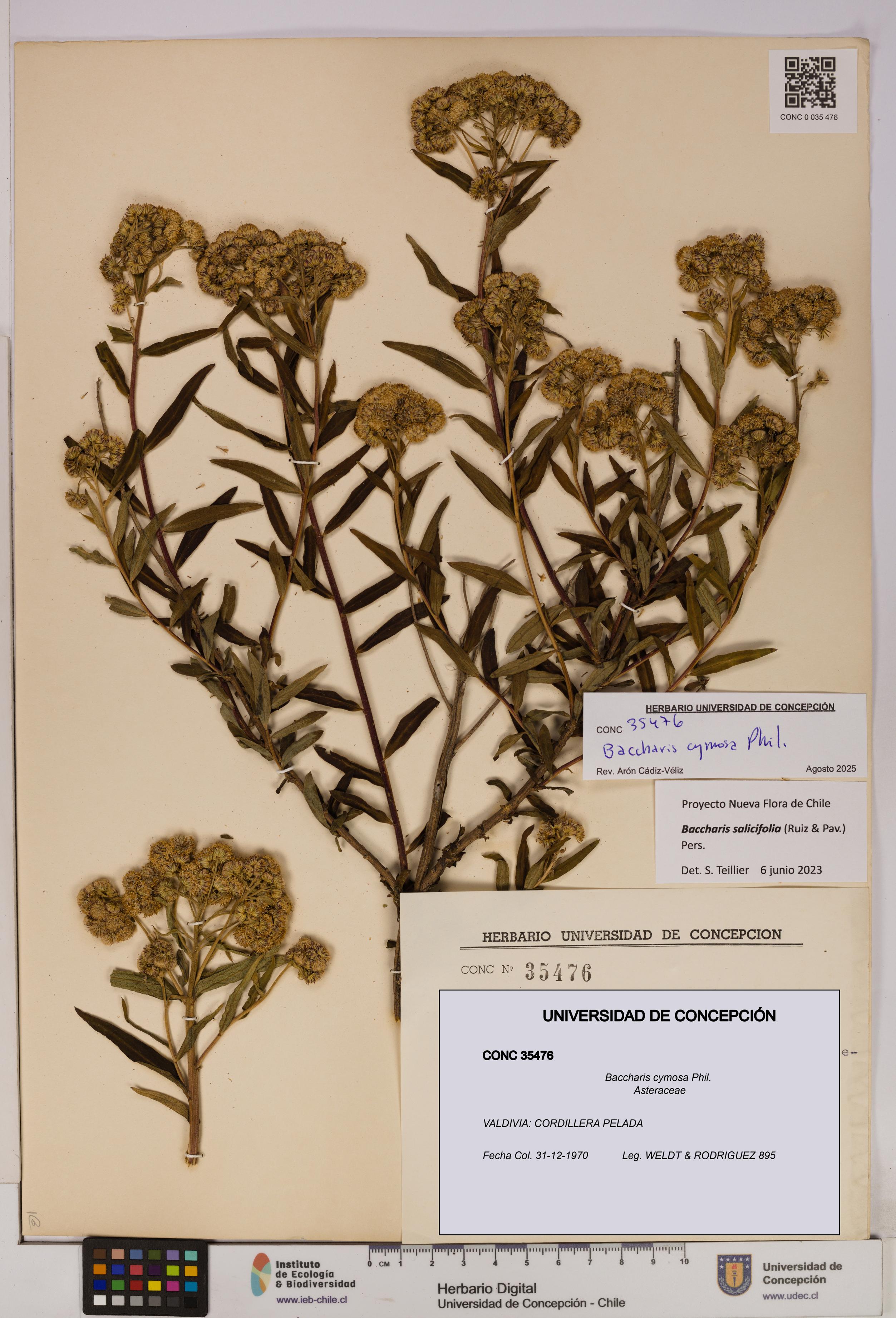 Baccharis cymosa [Espécimen: UDEC:CONC:0035476]