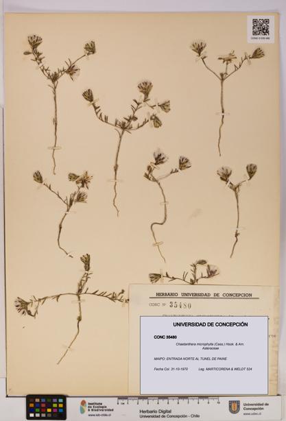 Chaetanthera microphylla [Espécimen: UDEC:CONC:0035480]