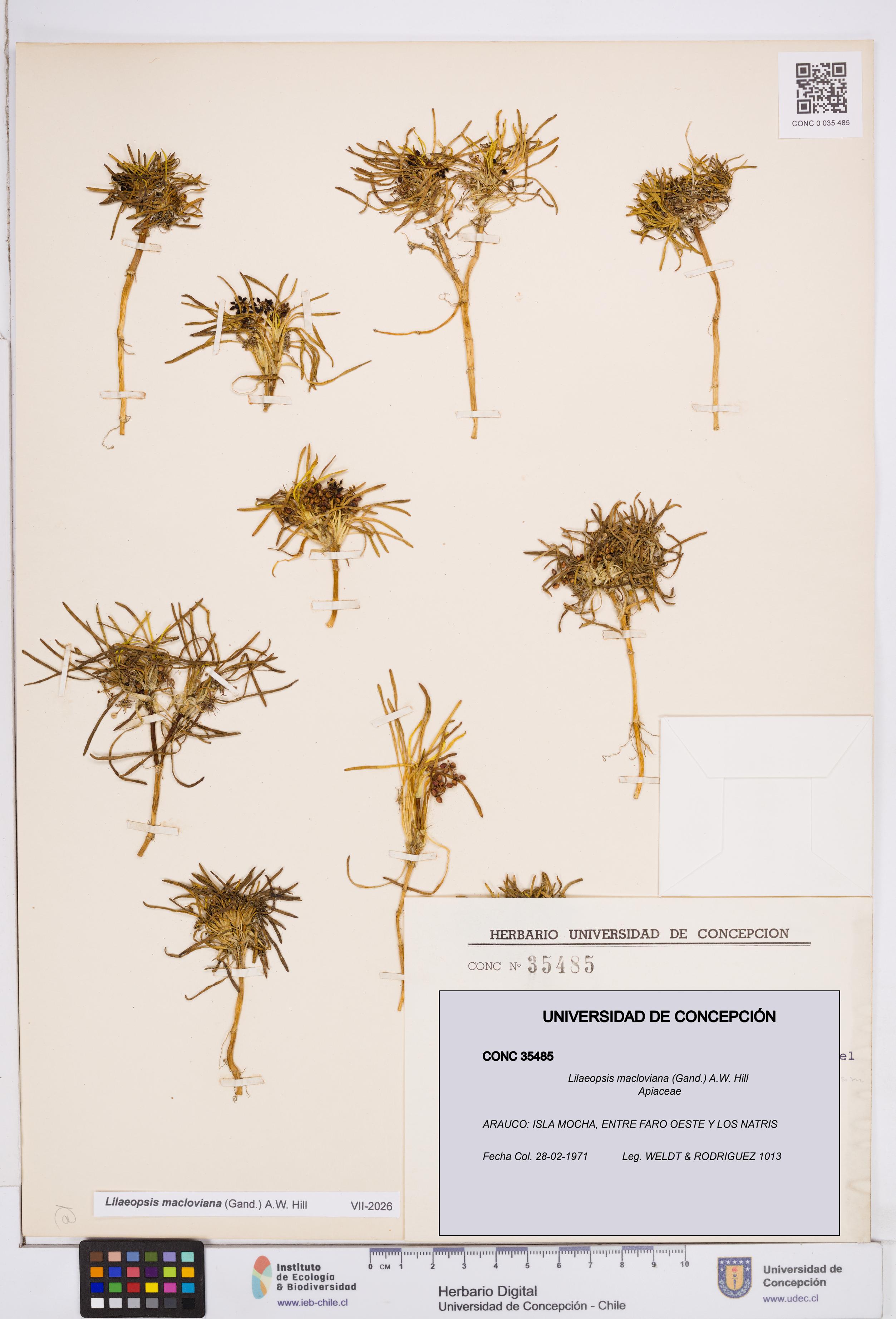 Lilaeopsis macloviana [Espécimen: ]