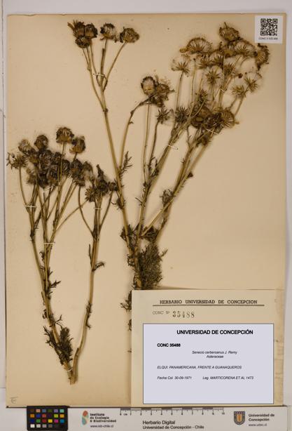 Senecio cerberoanus [Espécimen: UDEC:CONC:0035488]