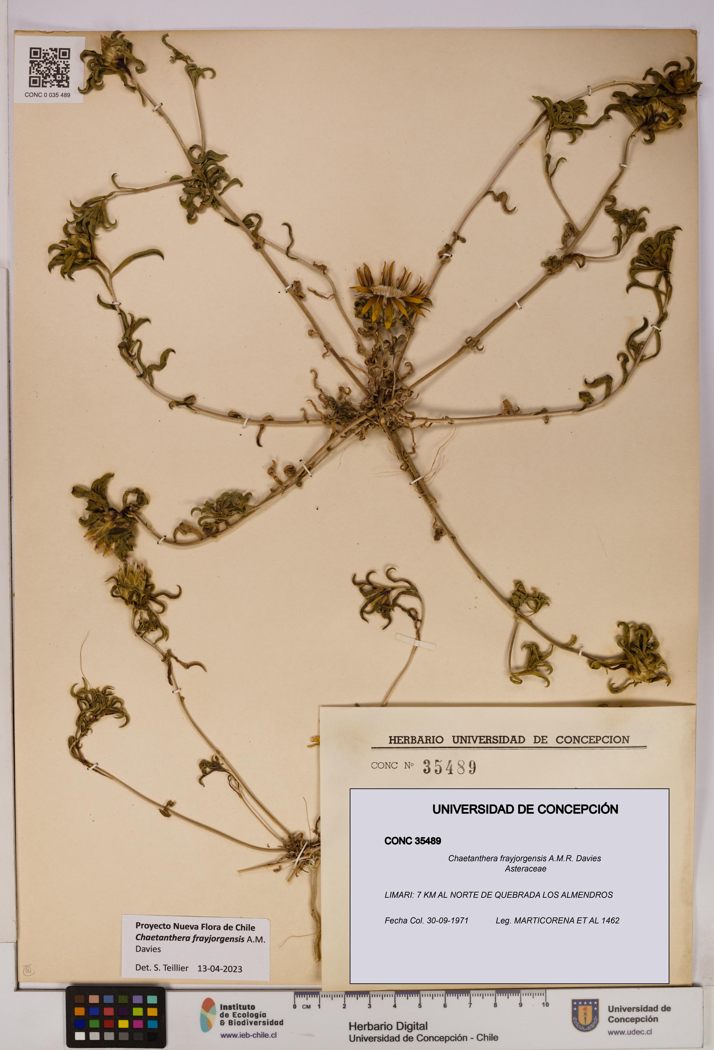 Chaetanthera frayjorgensis [Espécimen: UDEC:CONC:0035489]