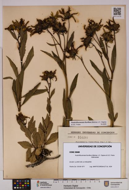 Austroflourensia thurifera [Espécimen: UDEC:CONC:0035490]