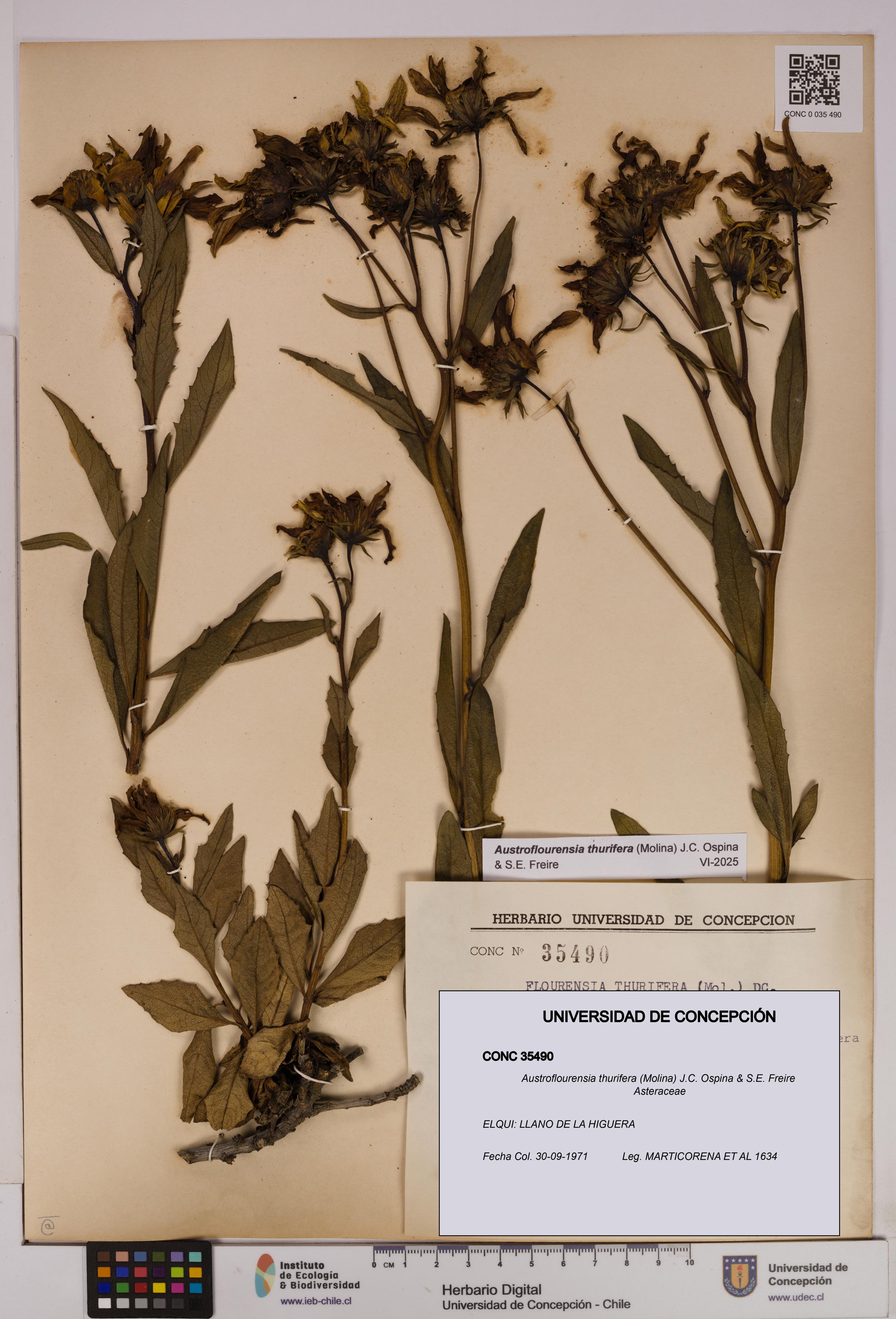 Austroflourensia thurifera [Espécimen: UDEC:CONC:0035490]