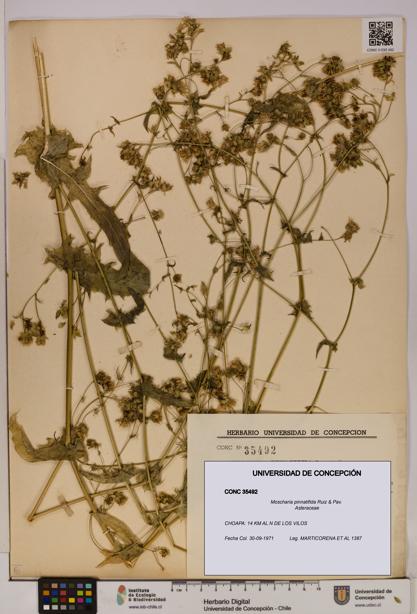 Moscharia pinnatifida [Espécimen: UDEC:CONC:0035492]