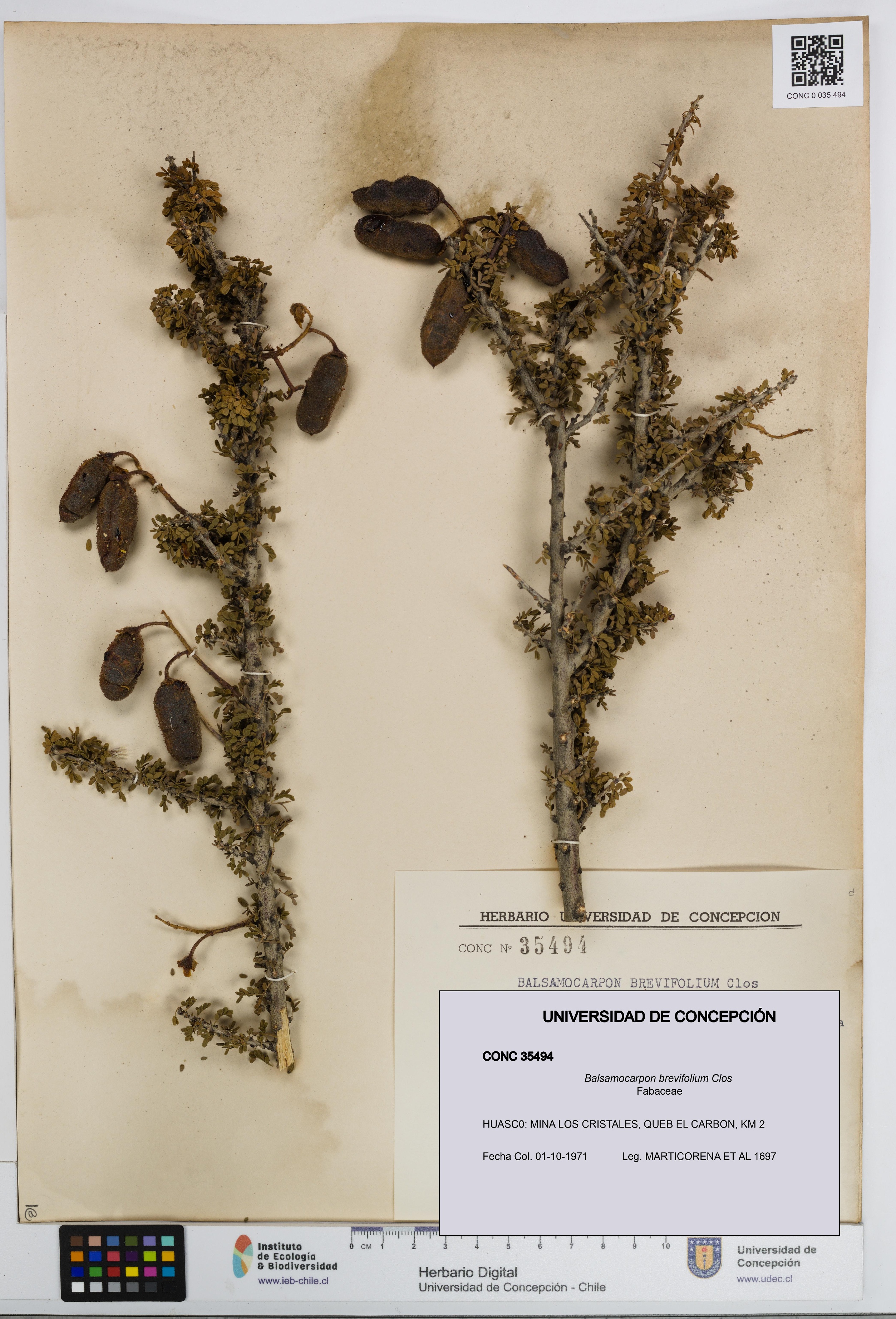 Balsamocarpon brevifolium [Espécimen: UDEC:CONC:0035494]