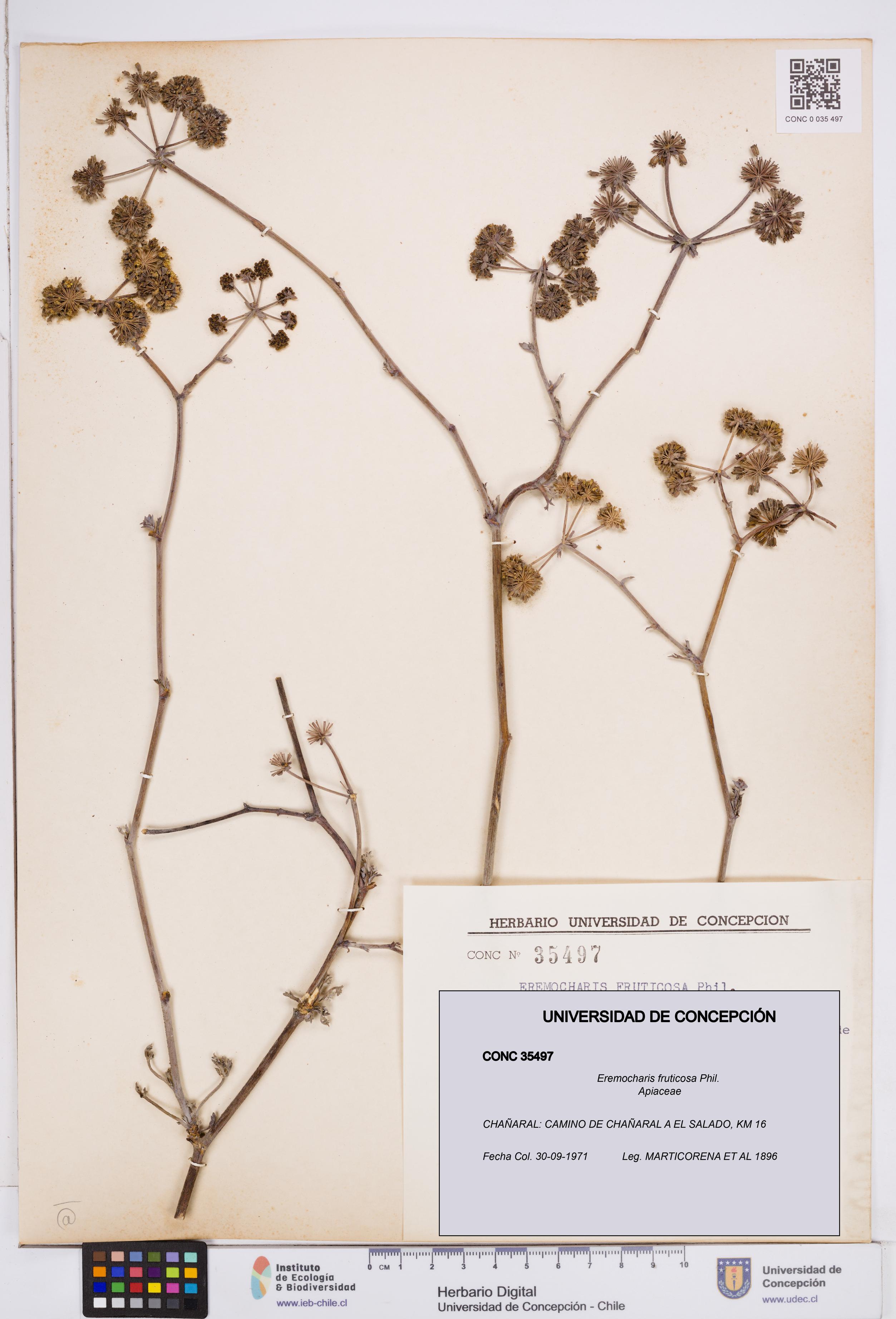 Eremocharis fruticosa [Espécimen: ]