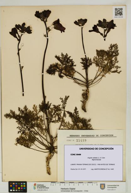 Argylia radiata [Espécimen: UDEC:CONC:0035499]