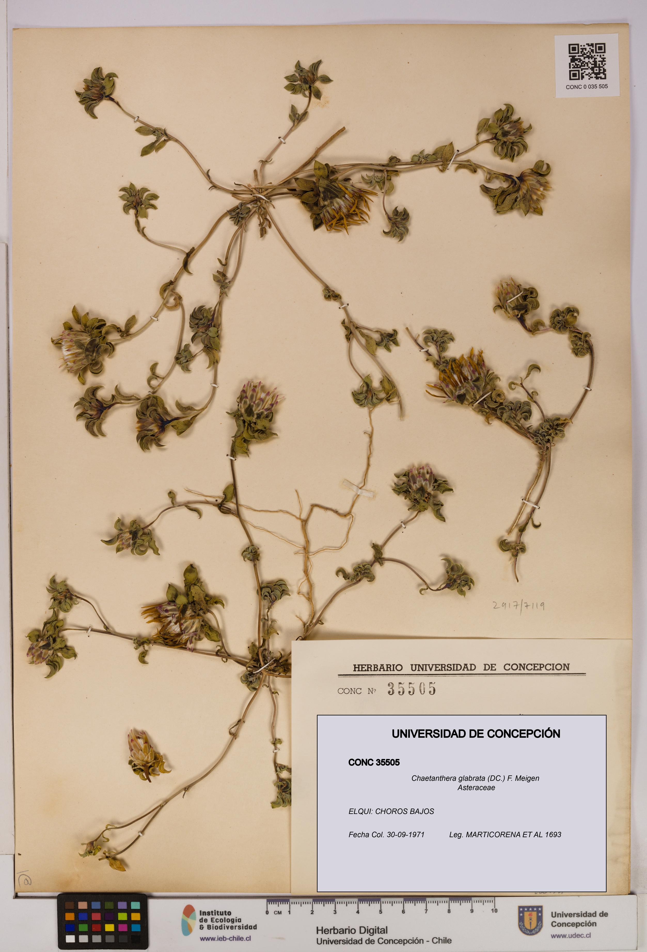 Chaetanthera glabrata [Espécimen: UDEC:CONC:0035505]